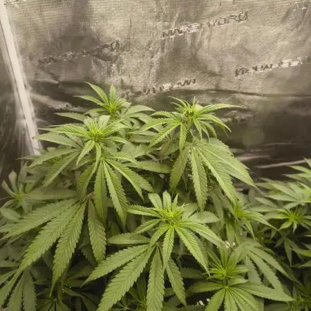 Pineapple Express - Barney's Farm