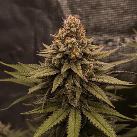 Pineapple Express - Barney's Farm