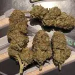 Mimosa x Orange Punch - Barney's Farm