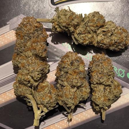 Mimosa x Orange Punch - Barney's Farm