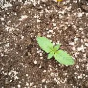 Biscotti Mintz - Barney's Farm