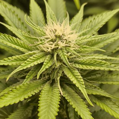 Mimosa x Orange Punch - Barney's Farm
