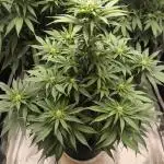 Mimosa x Orange Punch - Barney's Farm