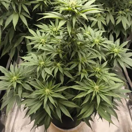 Mimosa x Orange Punch - Barney's Farm
