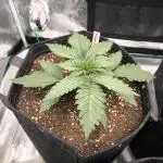 Pineapple Express - Barney's Farm