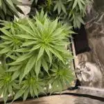 Mimosa x Orange Punch - Barney's Farm