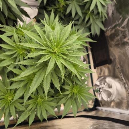 Mimosa x Orange Punch - Barney's Farm