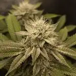 Super Boof - Barney's Farm