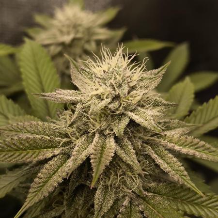 Super Boof - Barney's Farm