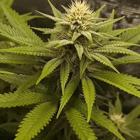 Pineapple Express - Barney's Farm