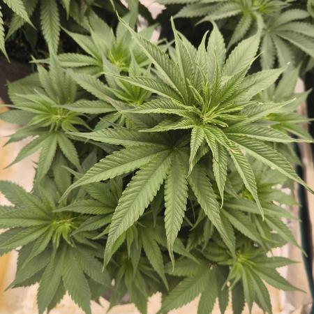 Mimosa x Orange Punch - Barney's Farm