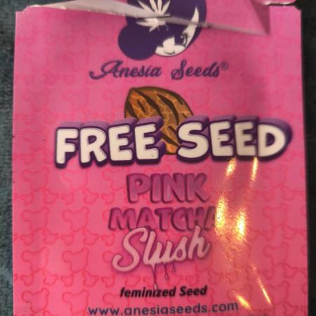 Pink Matcha Slush - Anesia Seeds