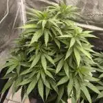 Pineapple Express - Barney's Farm