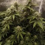 Super Boof - Barney's Farm