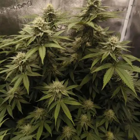 Super Boof - Barney's Farm