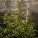 Apple Strudel Auto - Fastbuds