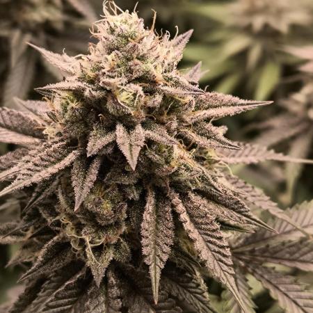 Super Boof - Barney's Farm