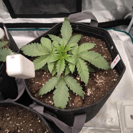 Super Boof - Barney's Farm