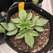 Biscotti Mintz - Barney's Farm