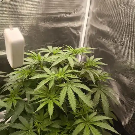 Super Boof - Barney's Farm