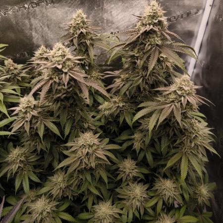 Super Boof - Barney's Farm