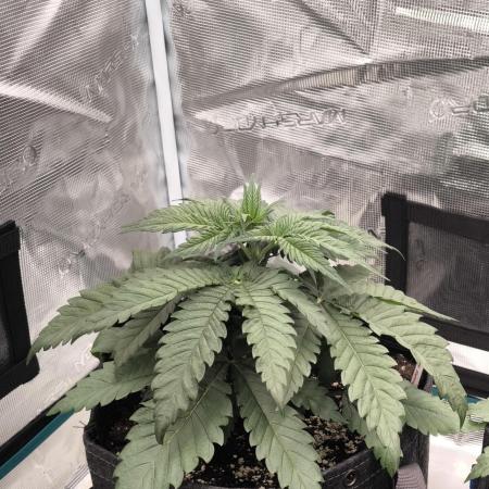 Pineapple Express - Barney's Farm
