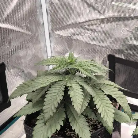 Pineapple Express - Barney's Farm