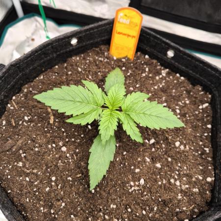 Lemonpaya - FastBuds