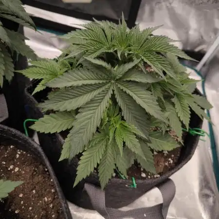 Super Boof - Barney's Farm