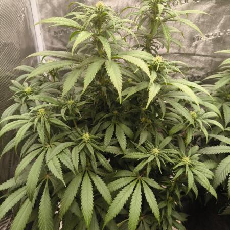 Pineapple Express - Barney's Farm