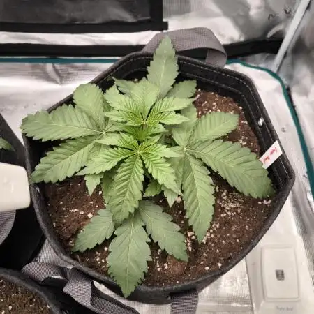Super Boof - Barney's Farm