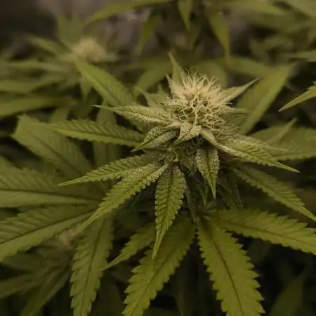 Super Boof - Barney's Farm