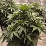 Mimosa x Orange Punch - Barney's Farm