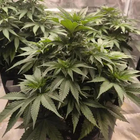 Mimosa x Orange Punch - Barney's Farm