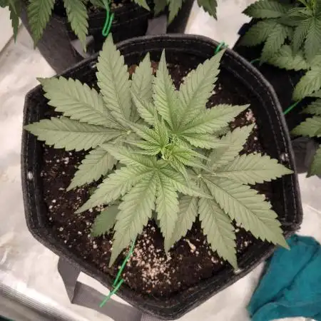 Mimosa x Orange Punch - Barney's Farm