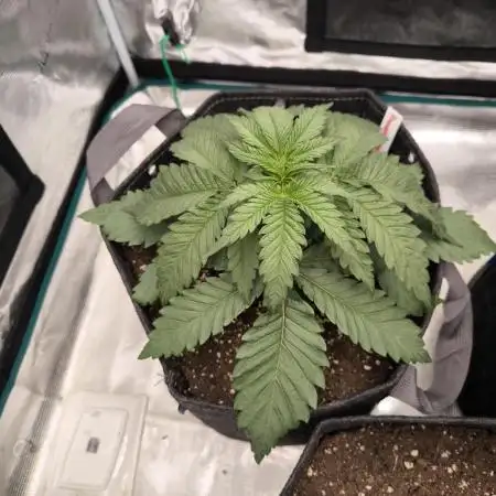 Pineapple Express - Barney's Farm