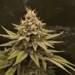 Pineapple Express - Barney's Farm