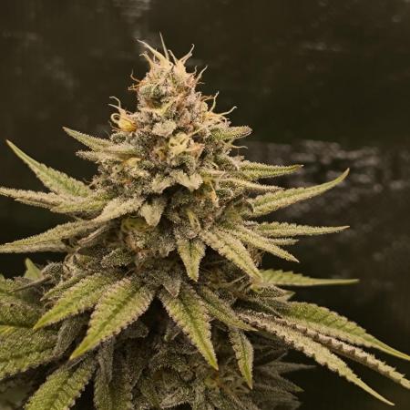 Pineapple Express - Barney's Farm