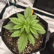 Lemonpaya - FastBuds