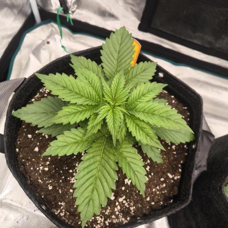 Lemonpaya - FastBuds