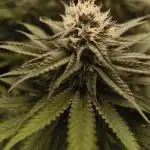 Mimosa x Orange Punch - Barney's Farm