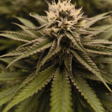 Mimosa x Orange Punch - Barney's Farm