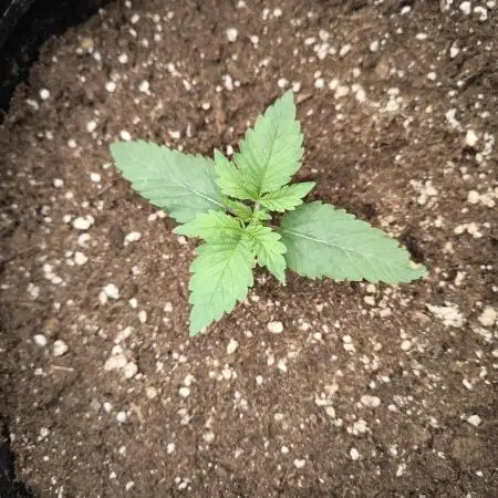 Mimosa x Orange Punch - Barney's Farm