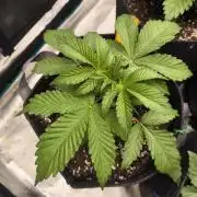 Rainbow Sherbet - Barney's Farm