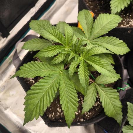 Rainbow Sherbet - Barney's Farm