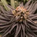 Mimosa x Orange Punch - Barney's Farm