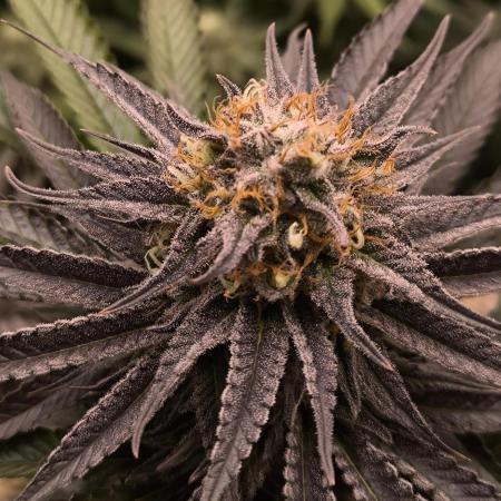 Mimosa x Orange Punch - Barney's Farm