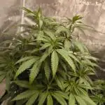 Pineapple Express - Barney's Farm