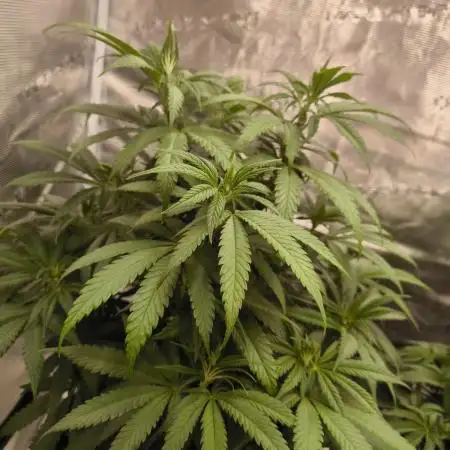 Pineapple Express - Barney's Farm