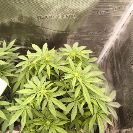 Super Boof - Barney's Farm